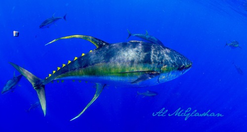 Image of Yellowfin Tuna