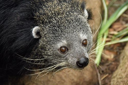 Image of Binturong