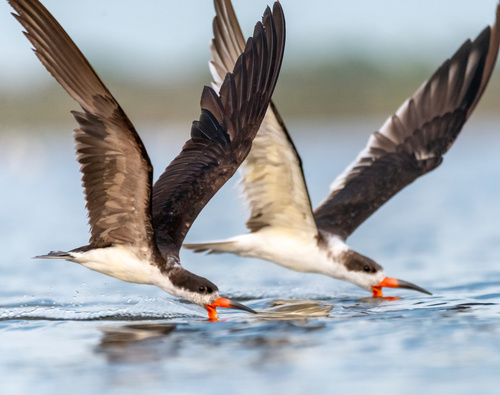 Image of Black Skimmer