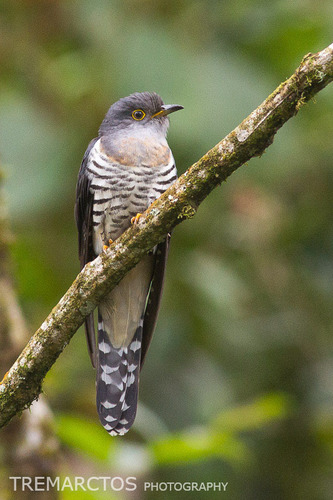 Image of Lesser Cuckoo