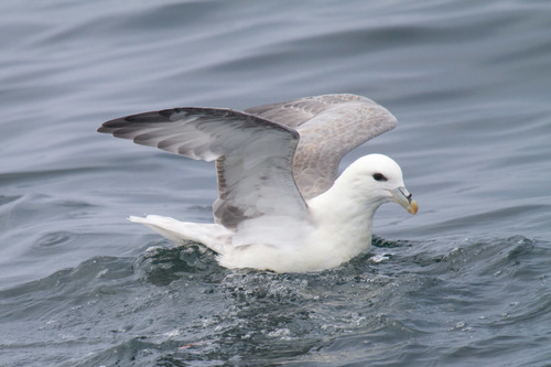 Image of Northern Fulmar
