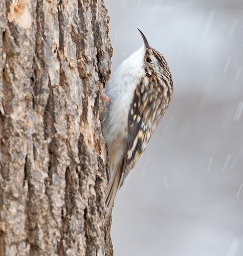 Image of Brown Creeper