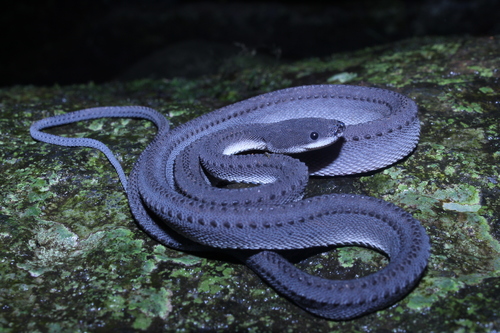 Image of Javan Mudsnake