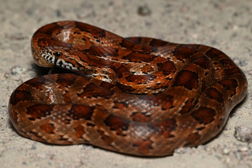 Image of Corn Snake