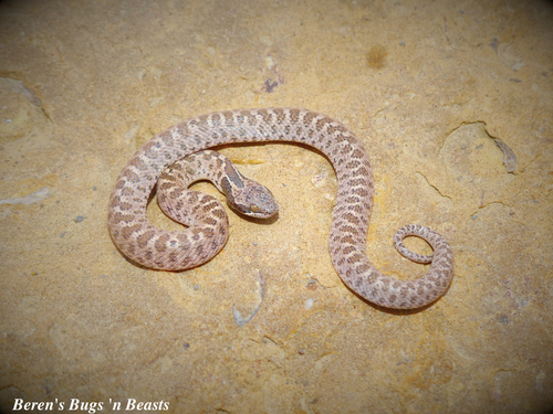 Image of Chihuahuan Nightsnake