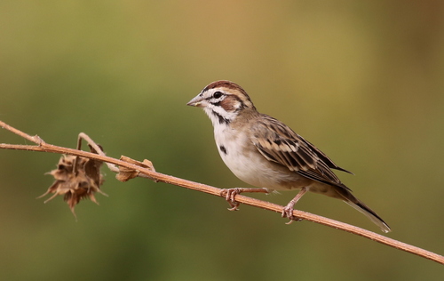 Image of Lark Sparrow