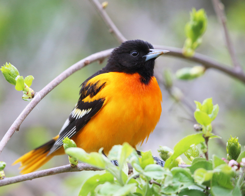 Image of Baltimore Oriole