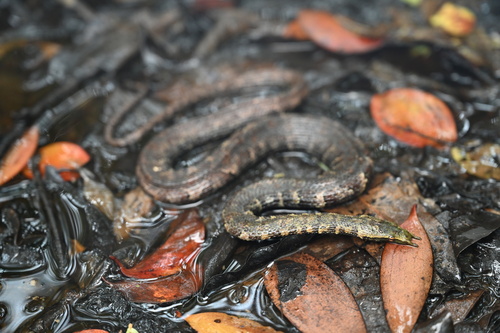 Image of Tentacled Snake