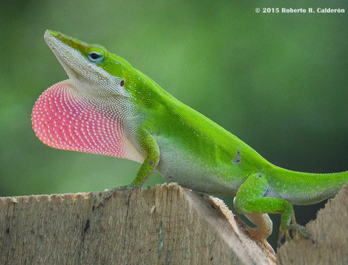 Image of Green Anole