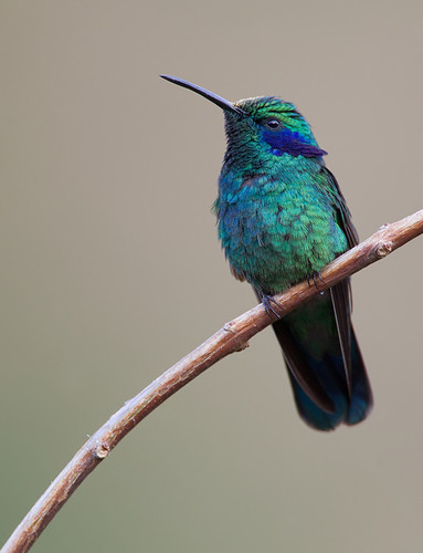 Image of Lesser Violetear