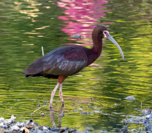 Image of White-faced Ibis