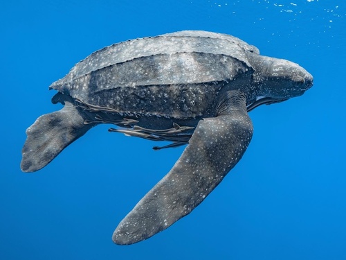 Image of Leatherback Sea Turtle