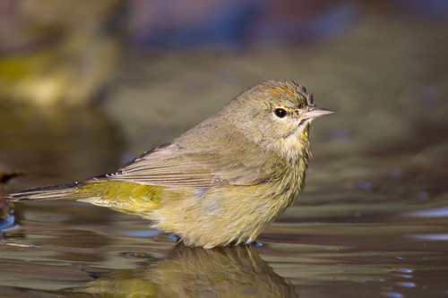 Image of Orange-crowned Warbler