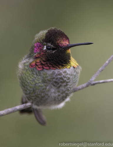 Image of Anna's Hummingbird