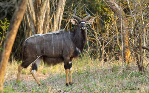 Image of Nyala