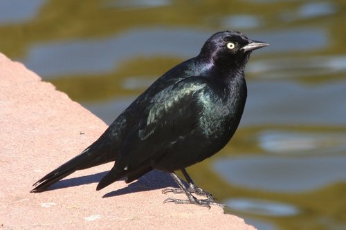 Image of Brewer's Blackbird