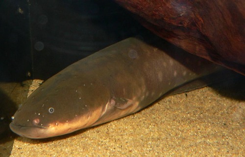 Image of Electric Eel