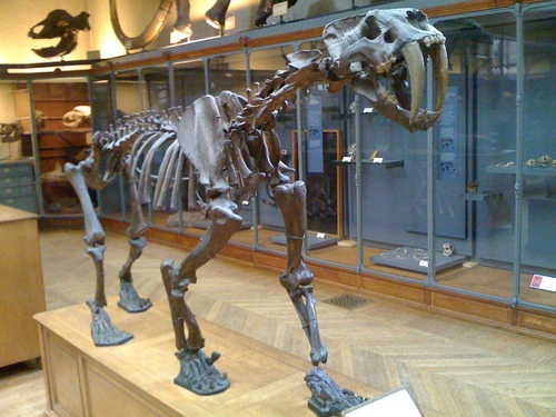 Image of Saber-toothed cat