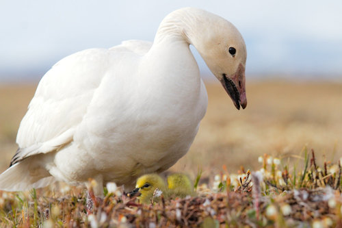 Image of Snow Goose