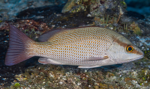 Image of Gray Snapper