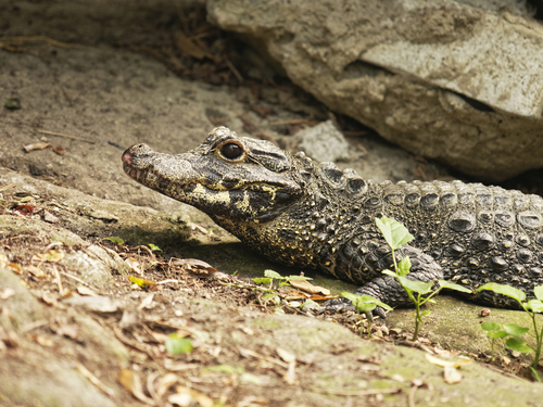 Image of Dwarf Crocodile