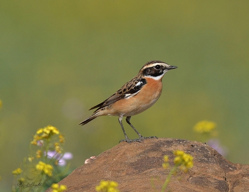 Image of Whinchat