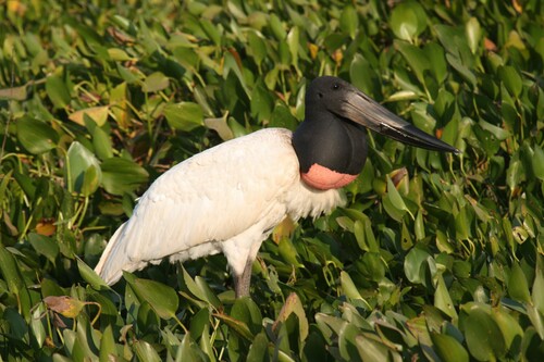 Image of Jabiru