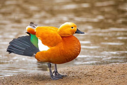 Image of Ruddy Shelduck