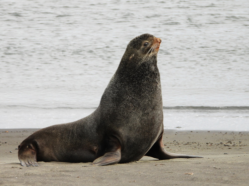 Image of Northern Fur Seal