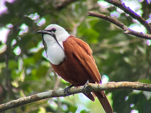Image of Three-wattled Bellbird