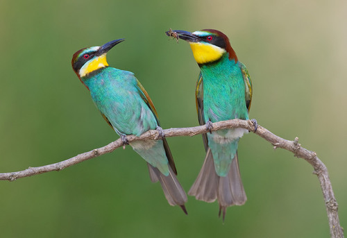 Image of European Bee-eater