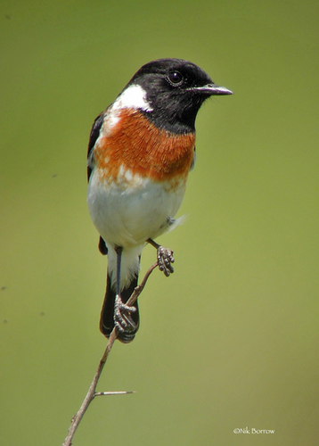 Image of European stonechat