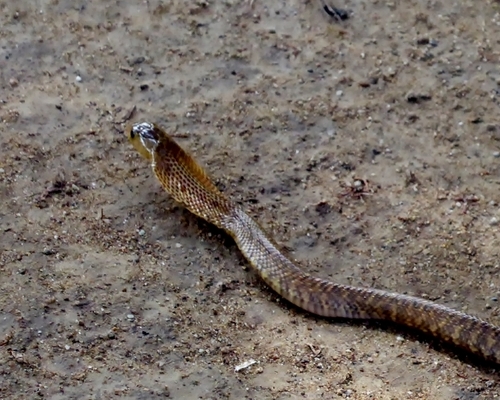 Image of Northern Philippine Cobra