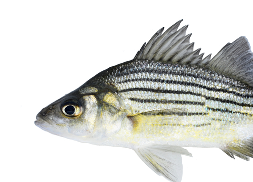 Image of Yellow Bass