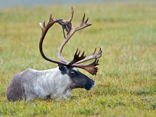 Image of Reindeer