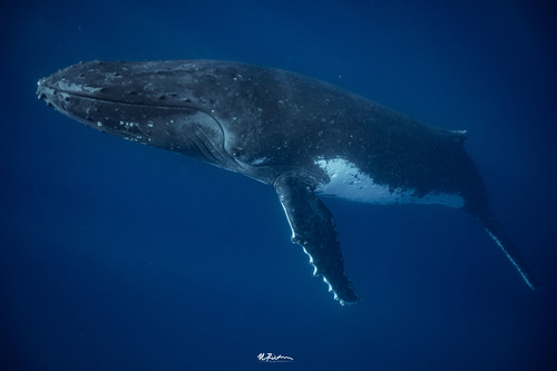 Image of Humpback Whale