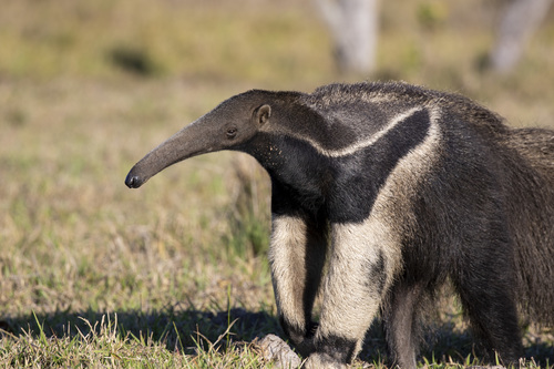 Image of Giant Anteater