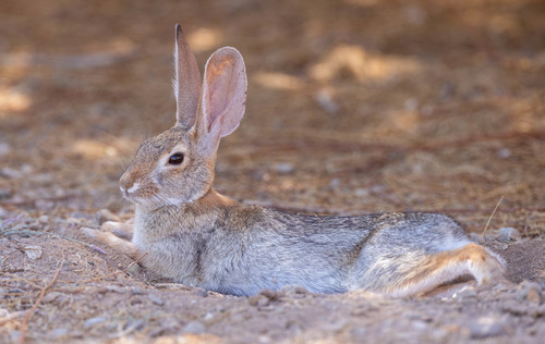 Image of Desert Cottontail