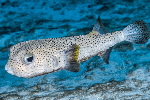 Image of Porcupinefish