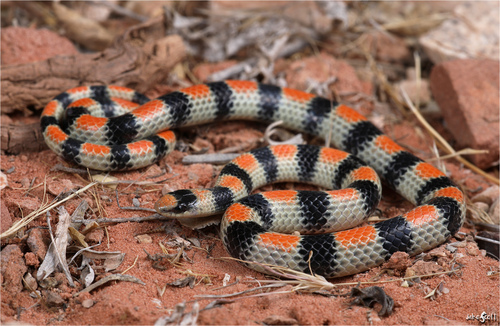 Image of Western Ground Snake