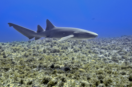 Image of Nurse Shark