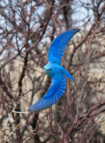 Image of Mountain Bluebird