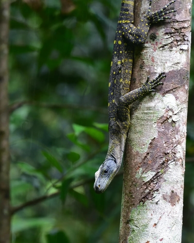 Image of Crocodile Monitor