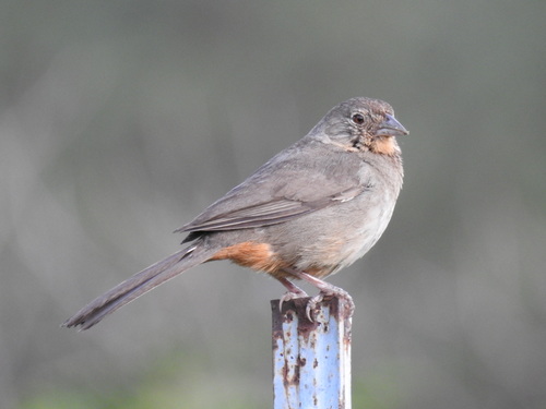 Image of Canyon Towhee