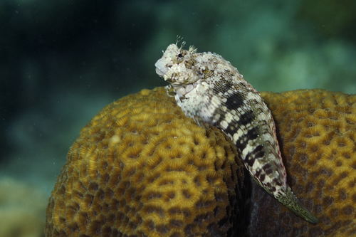 Image of Jewelled Blenny