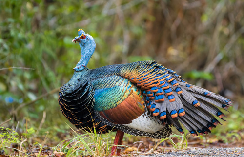 Image of Ocellated Turkey