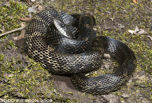 Image of Gray Ratsnake