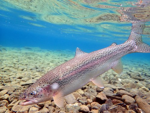 Image of Rainbow Trout