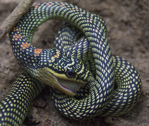 Image of Paradise Tree Snake