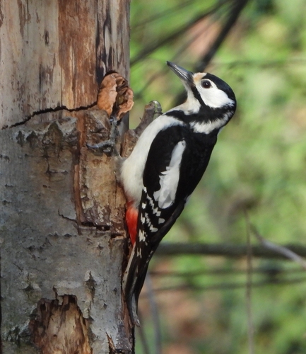 Image of Great Spotted Woodpecker